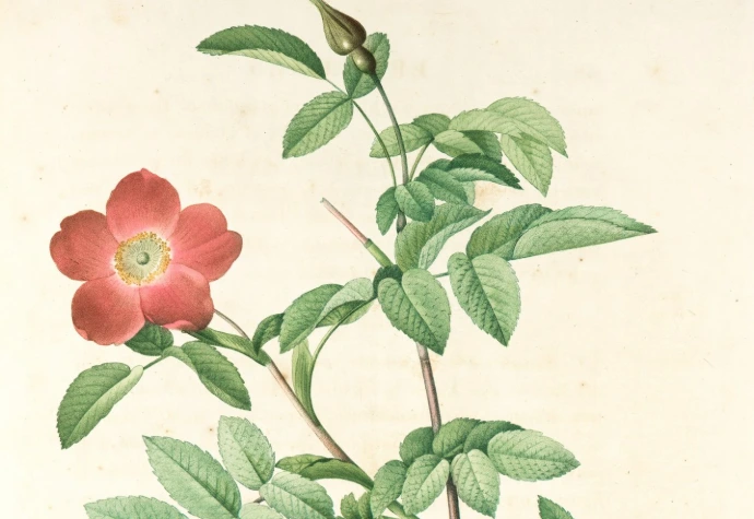 red rose with green leaves