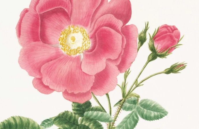 pink rose in bloom close up photo