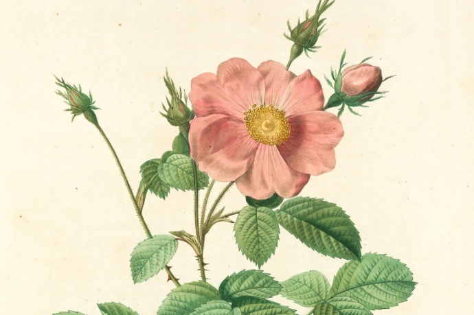 pink and yellow flower with green leaves