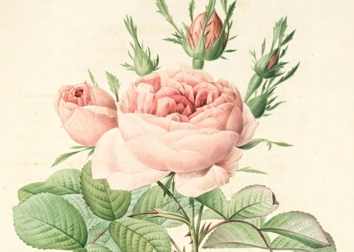 pink rose in bloom close up photo