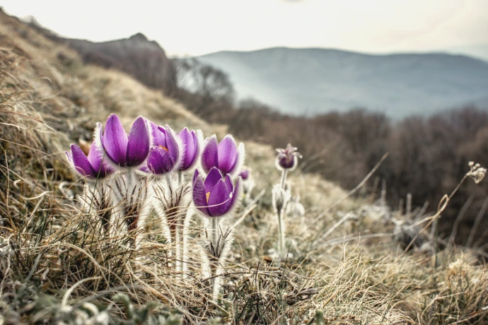a group of purple flowers on the side of a hill