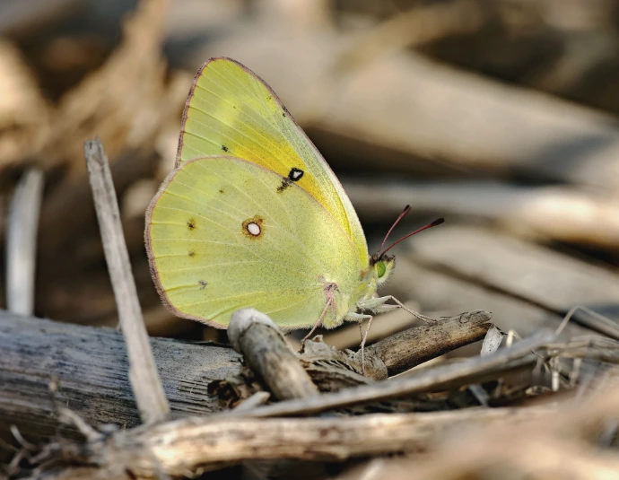 A yellow butterfly sitting on top of a pile of wood